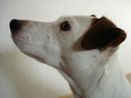 attentif